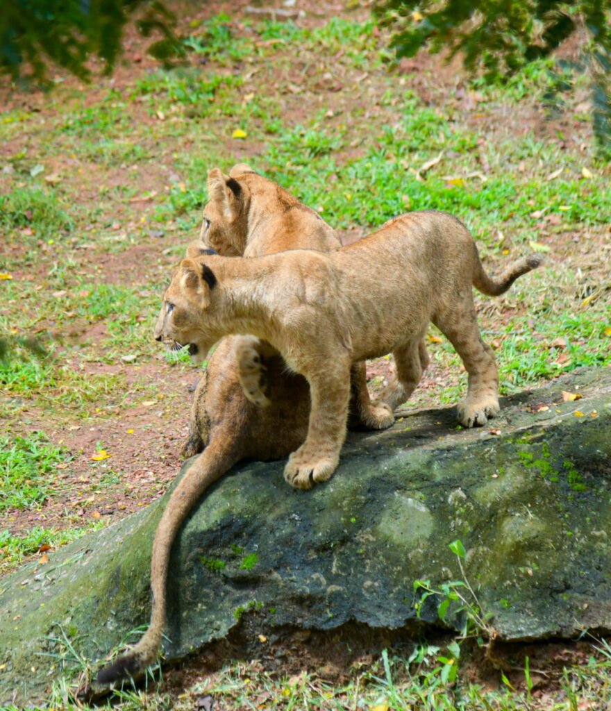 Dehiwala Zoo